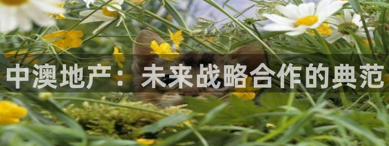 万向娱乐王者荣耀